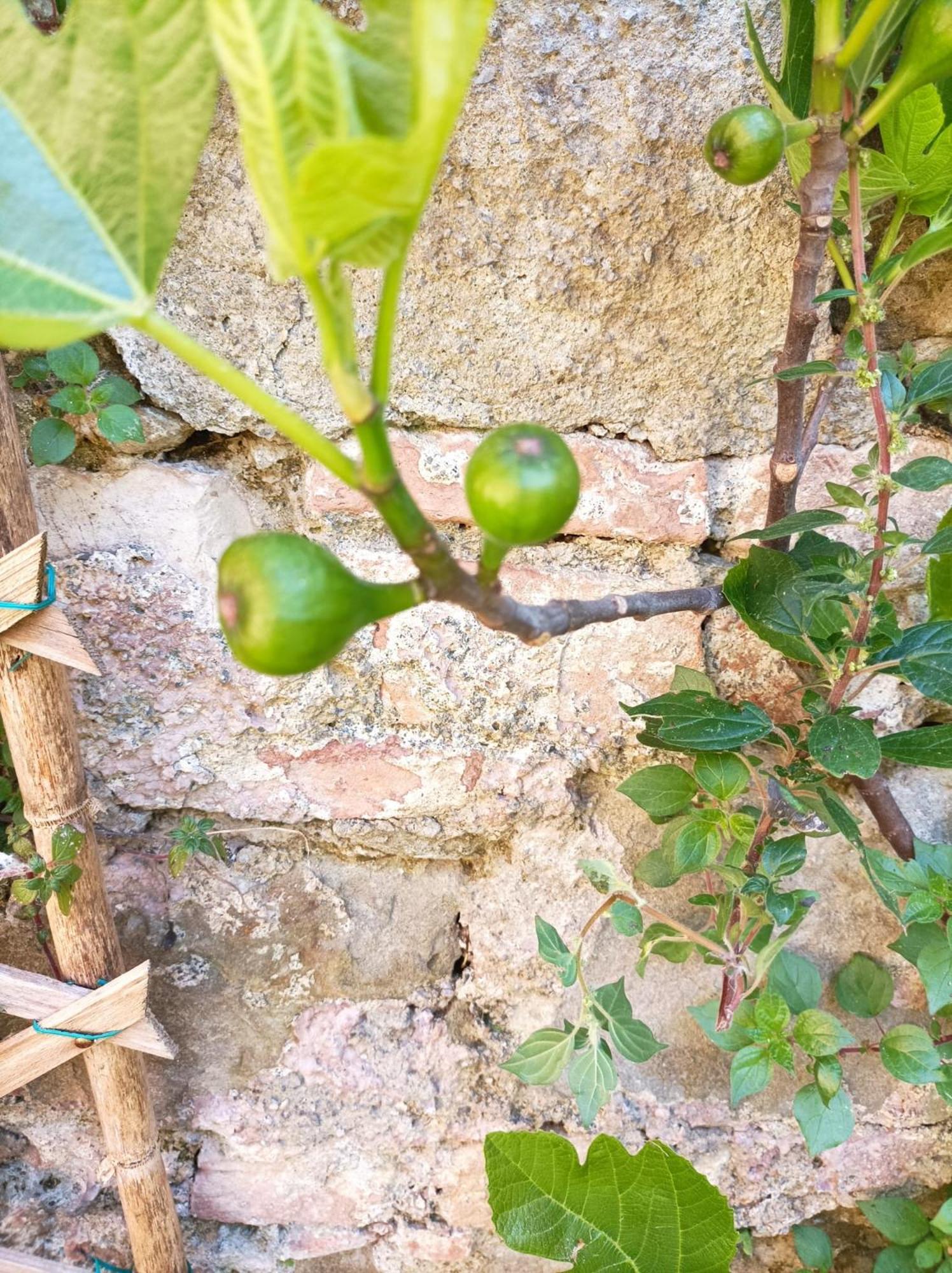 佩鲁贾Boh & Boh A Casa Di Luca And His Cats公寓 外观 照片