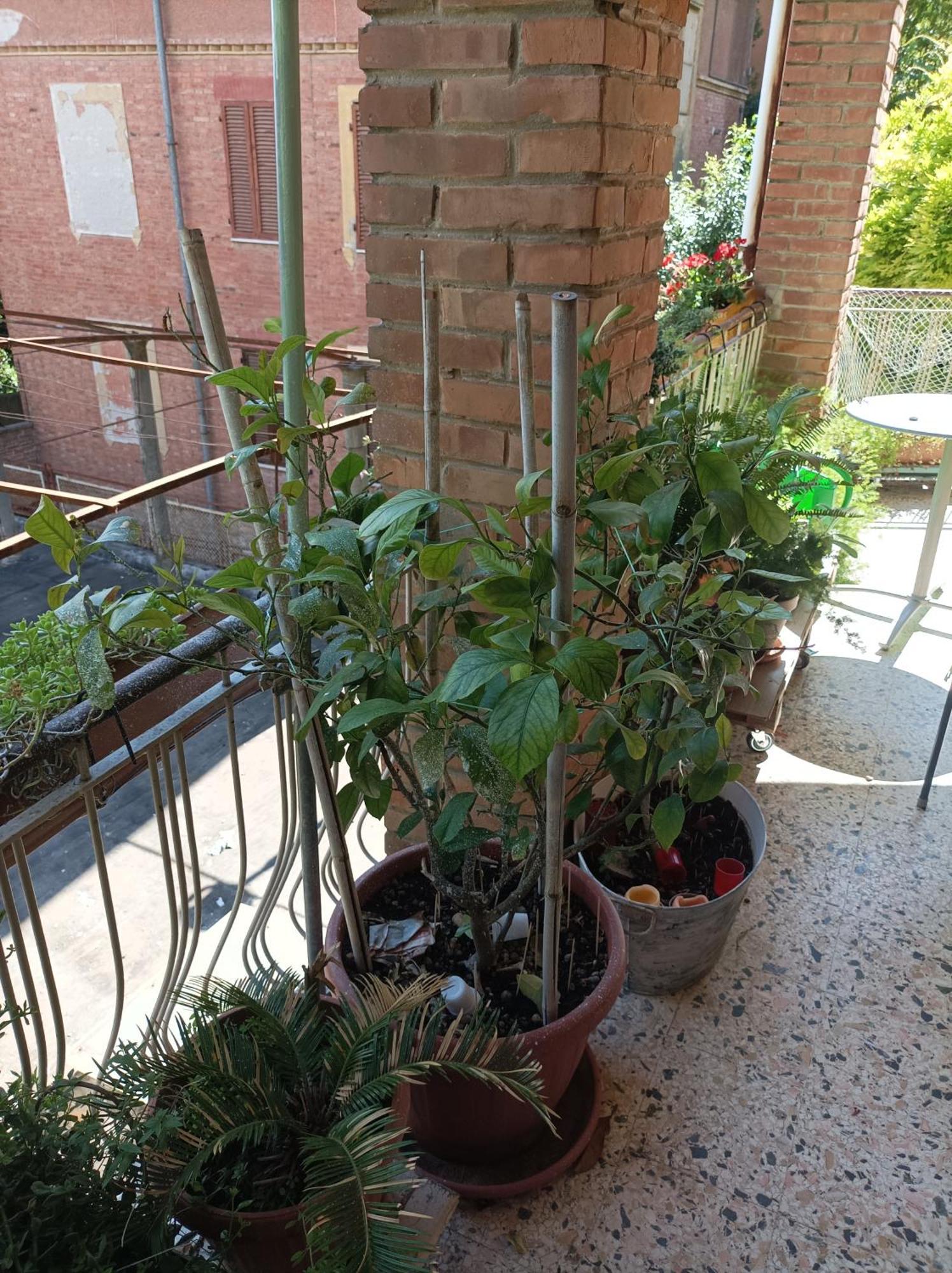 佩鲁贾Boh & Boh A Casa Di Luca And His Cats公寓 外观 照片